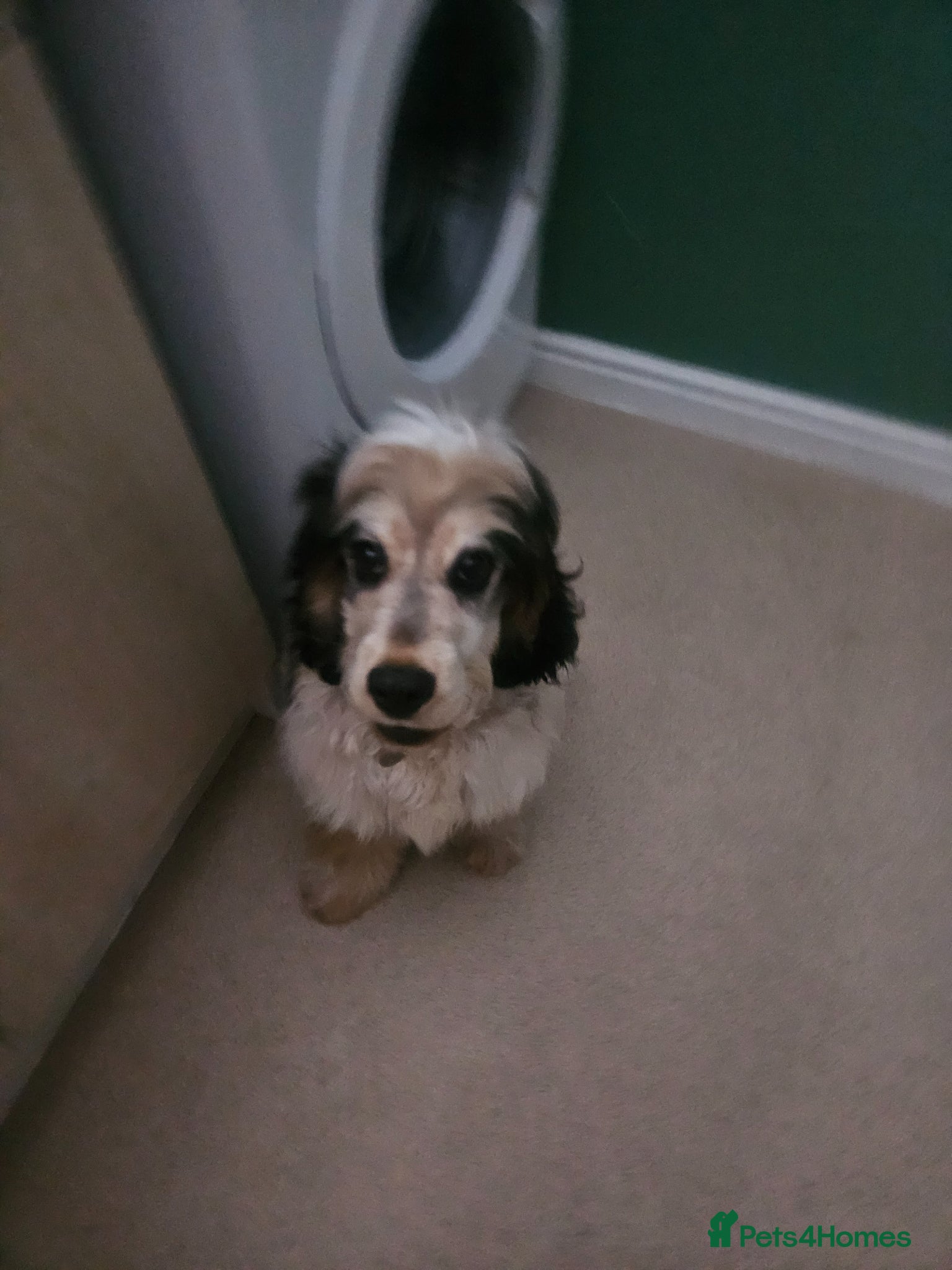 Cocker Spaniel dogs for sale: Beautiful puppy  - Advert 5