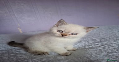 British Shorthair cats - Advert 8