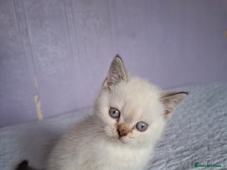 British Shorthair cats - Advert 11