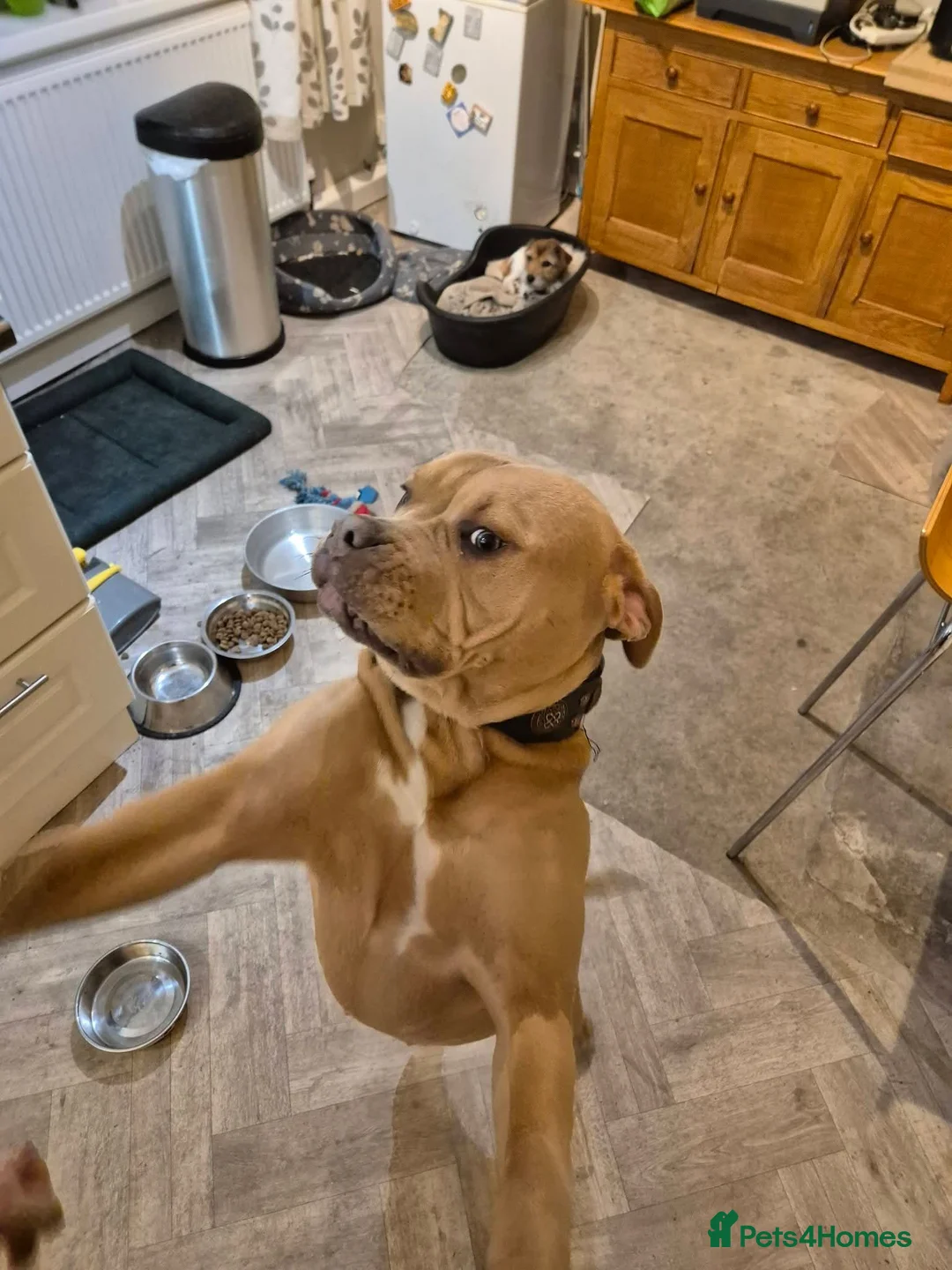 American Bulldog dogs for sale: Champagne Bully - Advert 3