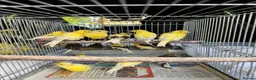 Canaries birds for sale: Canary for sale - Advert 2