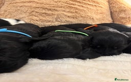 Mixed Breed dogs for sale: Cocker Sproodle Puppies ready 16/12 - Advert 8