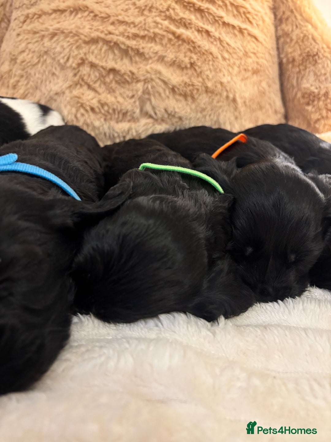 Mixed Breed dogs for sale: Cocker Sproodle Puppies ready 16/12 - Advert 8