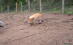 Pig livestock for sale: Stunning boys ready now  - Image 6