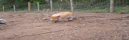 Pig livestock for sale: Stunning boys ready now - Advert 6