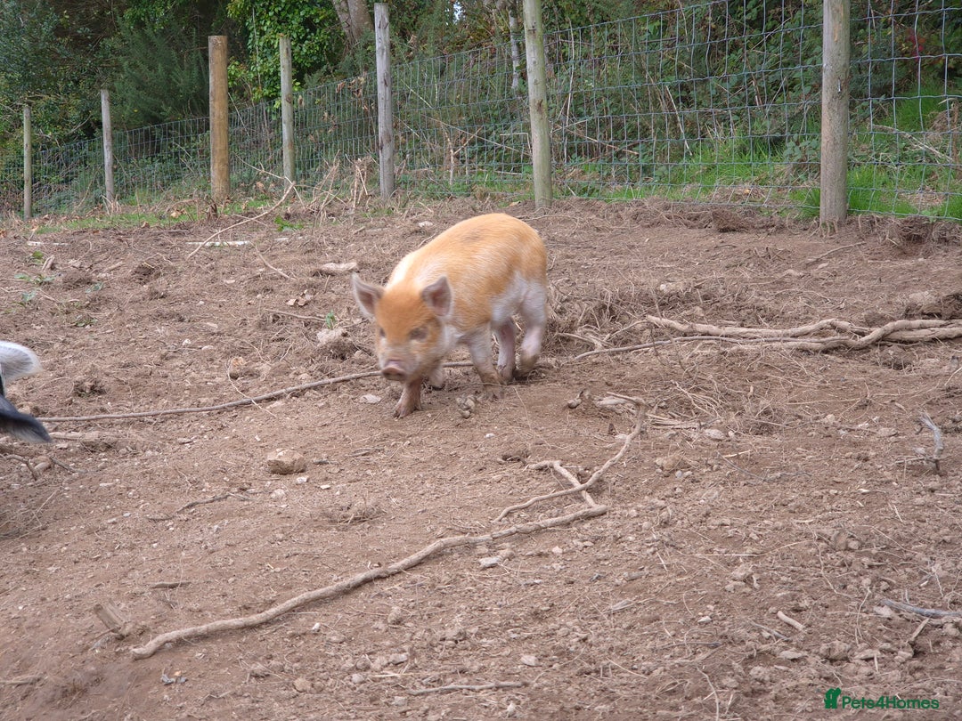 Pig livestock for sale: Stunning boys ready now  - Image 6