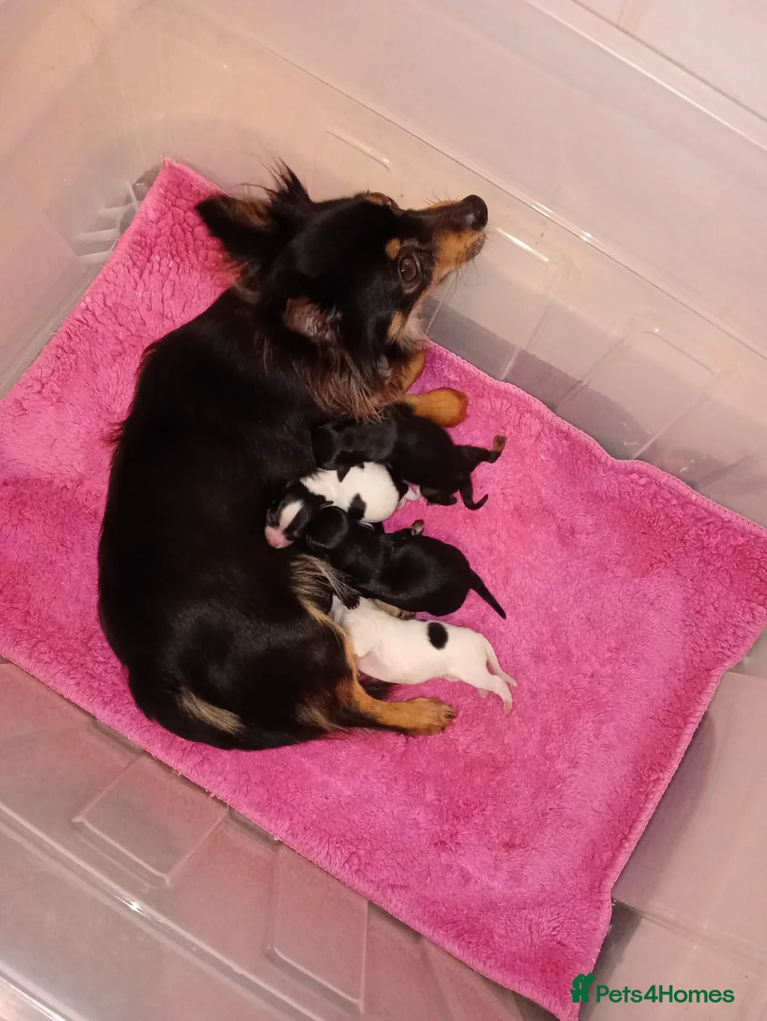 Chihuahua dogs for sale: 2 chihuahua female pups  - Advert 6