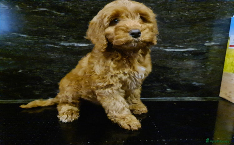 Cockapoo dogs - Advert 7