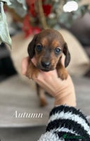 Miniature Dachshund dogs - Advert 1