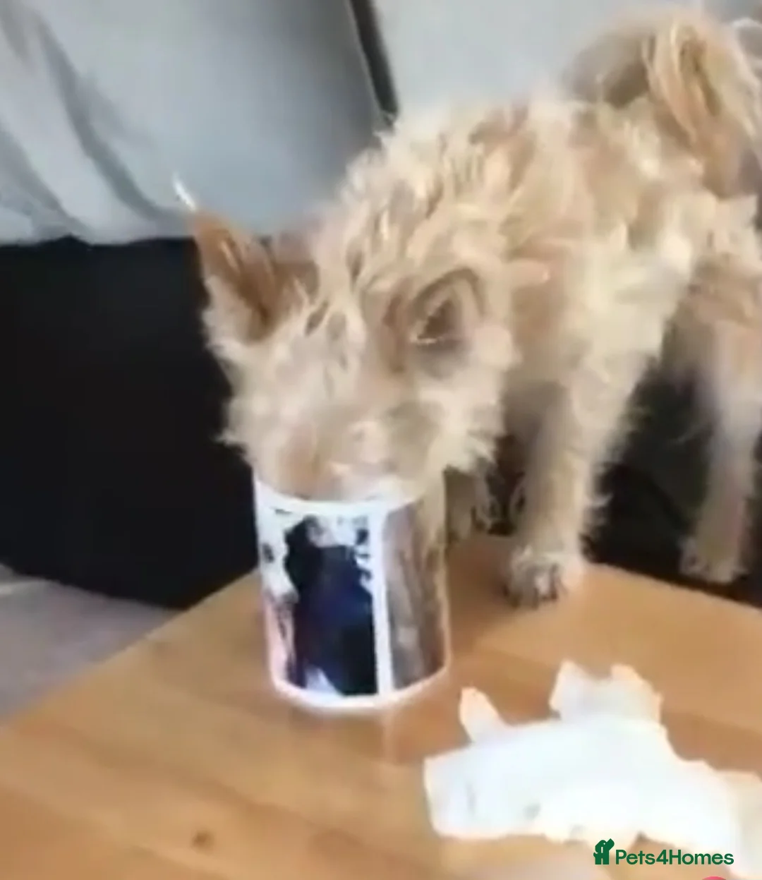 Mixed Breed dogs for sale: Hi im Archie  - Advert 4