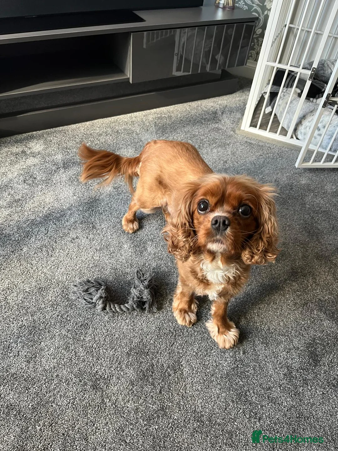 Cavapoo dogs for sale: Cavapoo puppies  - Advert 1