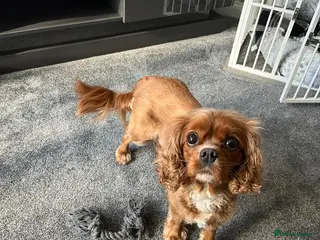 Cavapoo dogs Cavapoo puppies - Advert 8