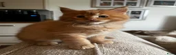 Maine Coon cats for sale: Stunning Mainecoon Kittens - Advert 28