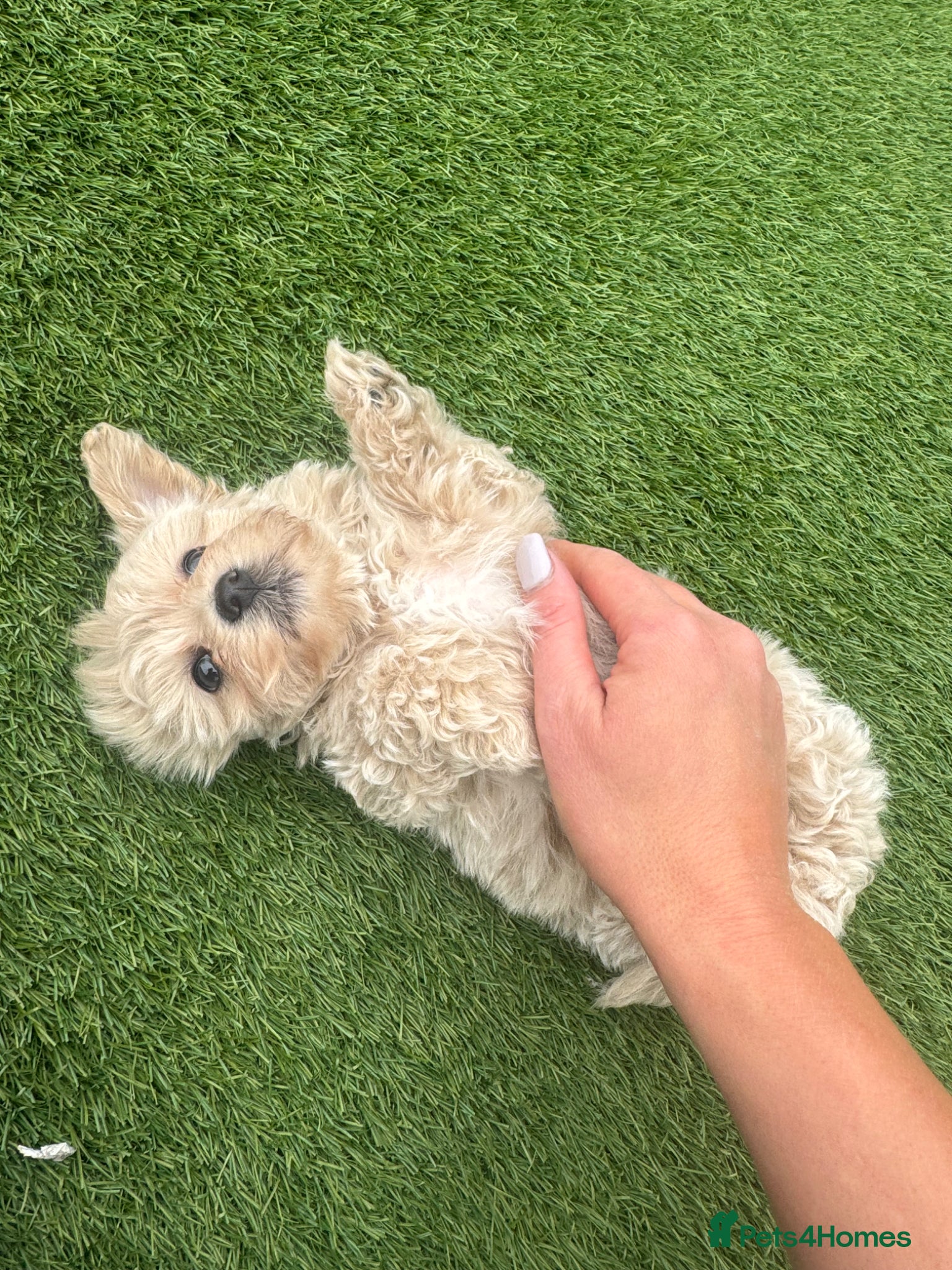 Maltipoo dogs Beautiful small Maltipoos (Asian poodle) f1 💙💙 - Advert 10