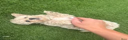 Maltipoo dogs for sale: Beautiful small Maltipoos (Asian poodle) f1 💙💙 - Advert 21