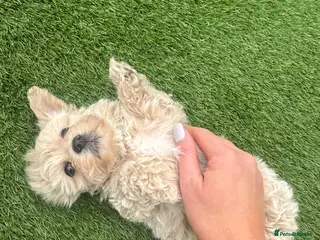 Maltipoo dogs Beautiful small Maltipoos (Asian poodle) f1 💙💙 - Advert 10