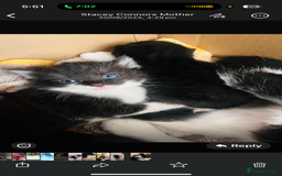 Mixed Breed cats for sale: Kittens for sale - Image 2
