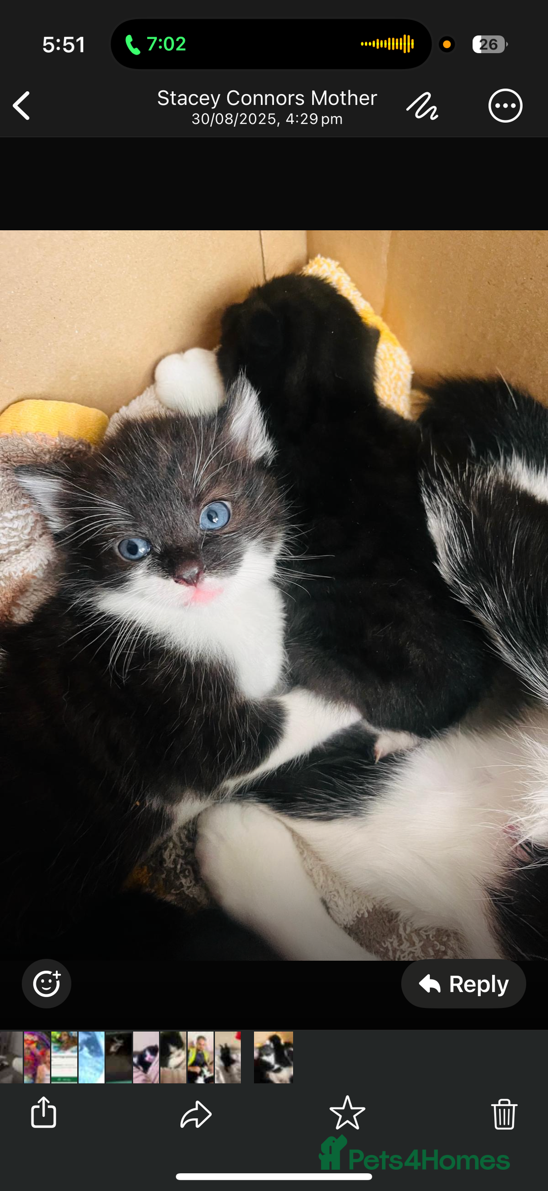 Mixed Breed cats for sale: Kittens for sale - Image 2