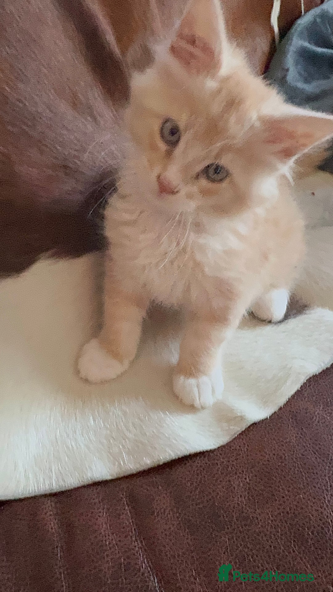 Maine Coon cats for sale: TICA REGISTERED champion Mainecoon kittens in Tring - Image 24