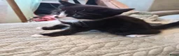 Mixed Breed cats for sale: Beautiful tuxedo boy kitten  - Advert 5