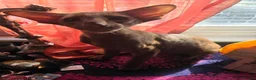 Oriental cats for sale: Cinnamon Oriental Boy - Advert 3