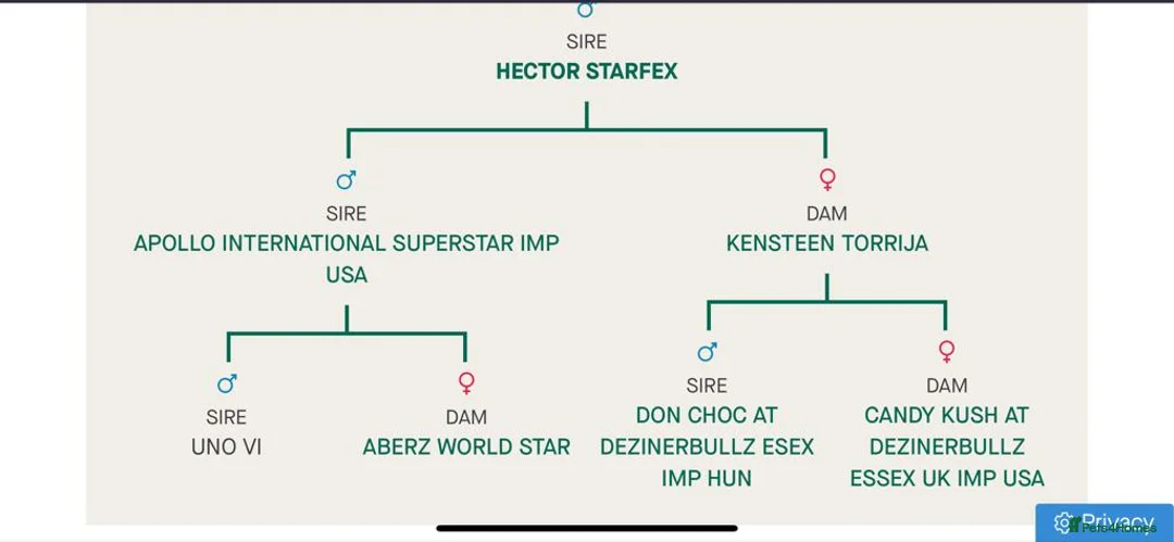 French Bulldog dogs for stud: Hector Starfex in Leigh - Advert 3
