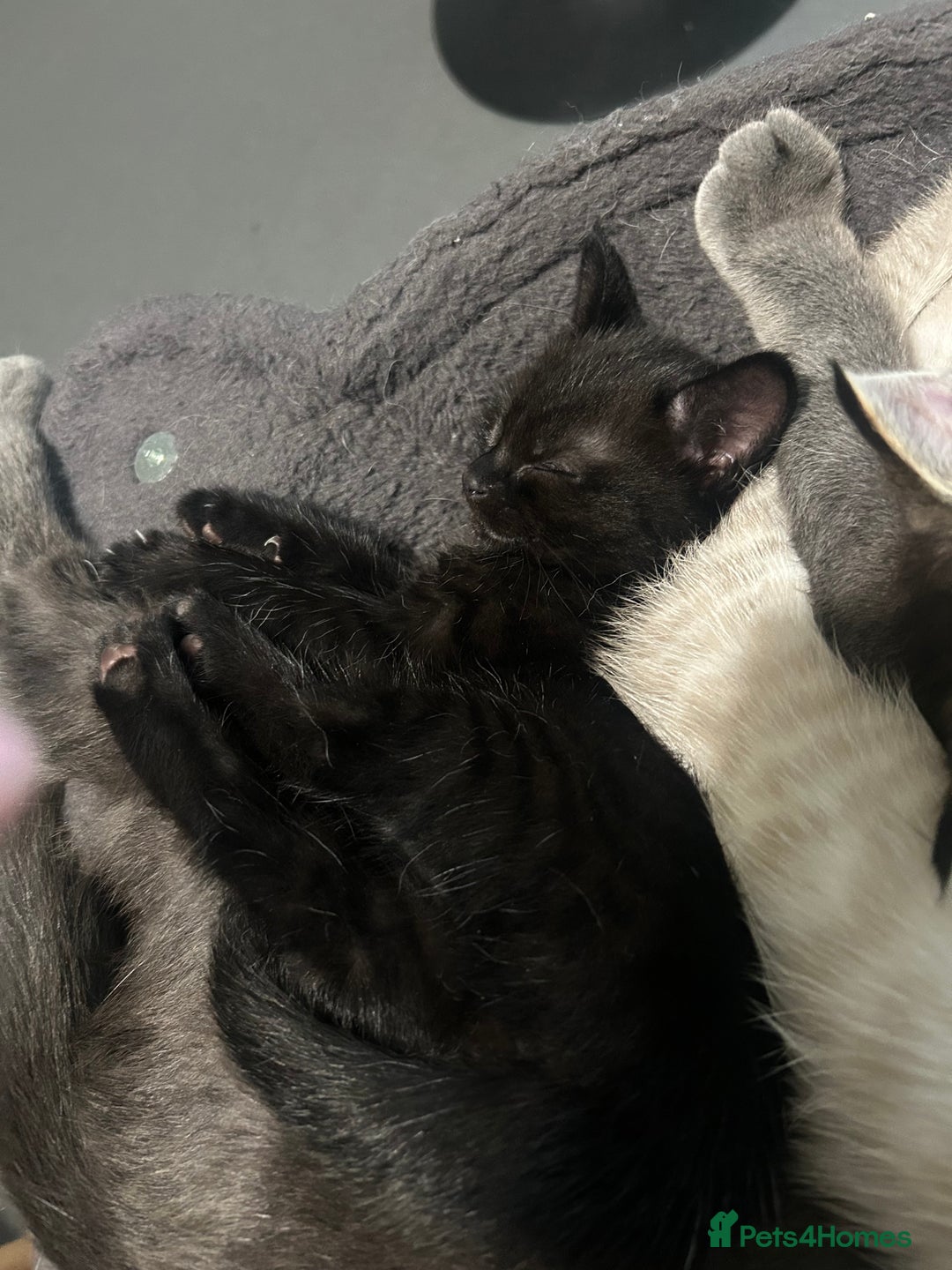 Birman cats for sale: Beautiful pedigree kittens for sale  - Image 12