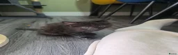 British Longhair cats for sale: Kittens for sale Mother is a British grey  - Advert 2