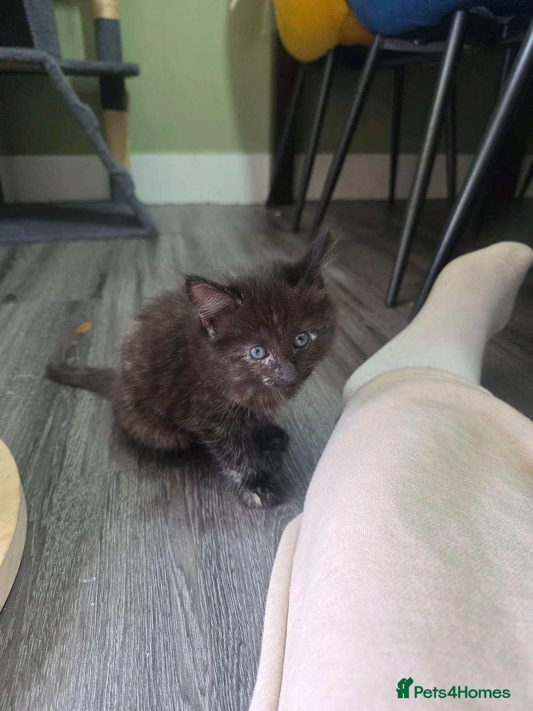 British Longhair cats for sale: Kittens for sale Mother is a British grey  - Advert 2