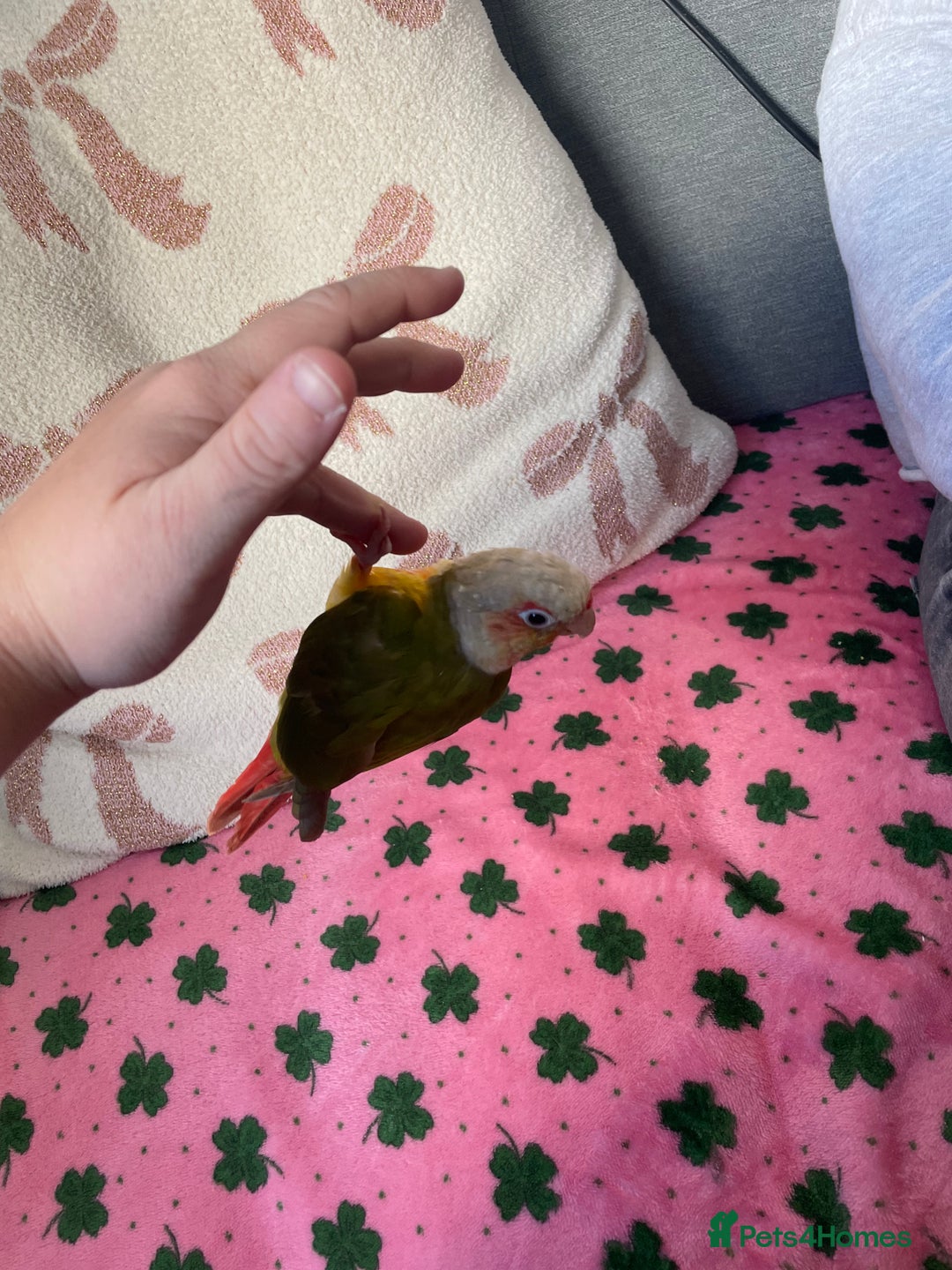 Conures birds for sale: Pineapple conure and cage. Silly tame. Hand reared - Image 4