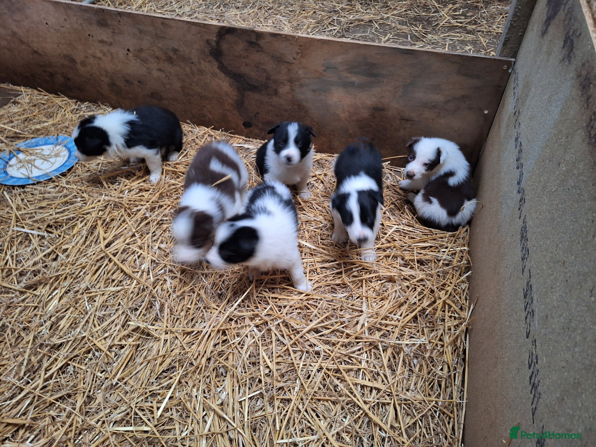 Border Collie dogs for sale: Lovely farm bred Border Collie puppies in Brackley - Advert 2