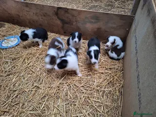 Border Collie dogs Lovely farm bred Border Collie puppies - Advert 2