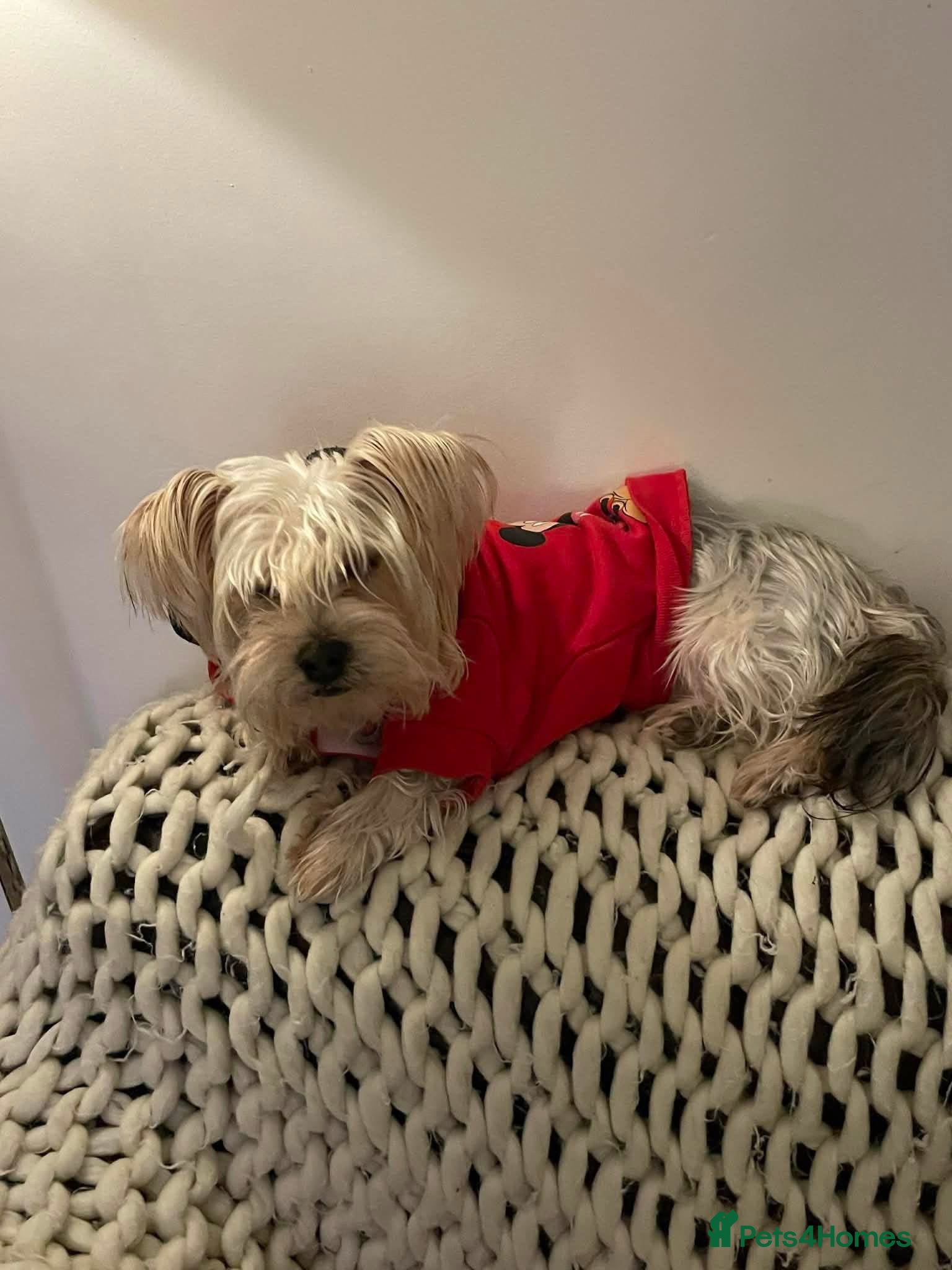 Yorkshire Terrier dogs Posie. Hingham Norfolk  - Advert 2