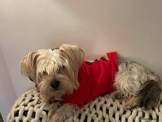 Yorkshire Terrier dogs Posie. Hingham Norfolk - Advert 2