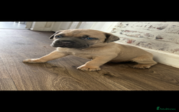 Cane Corso dogs for sale: Cane corso - Image 7
