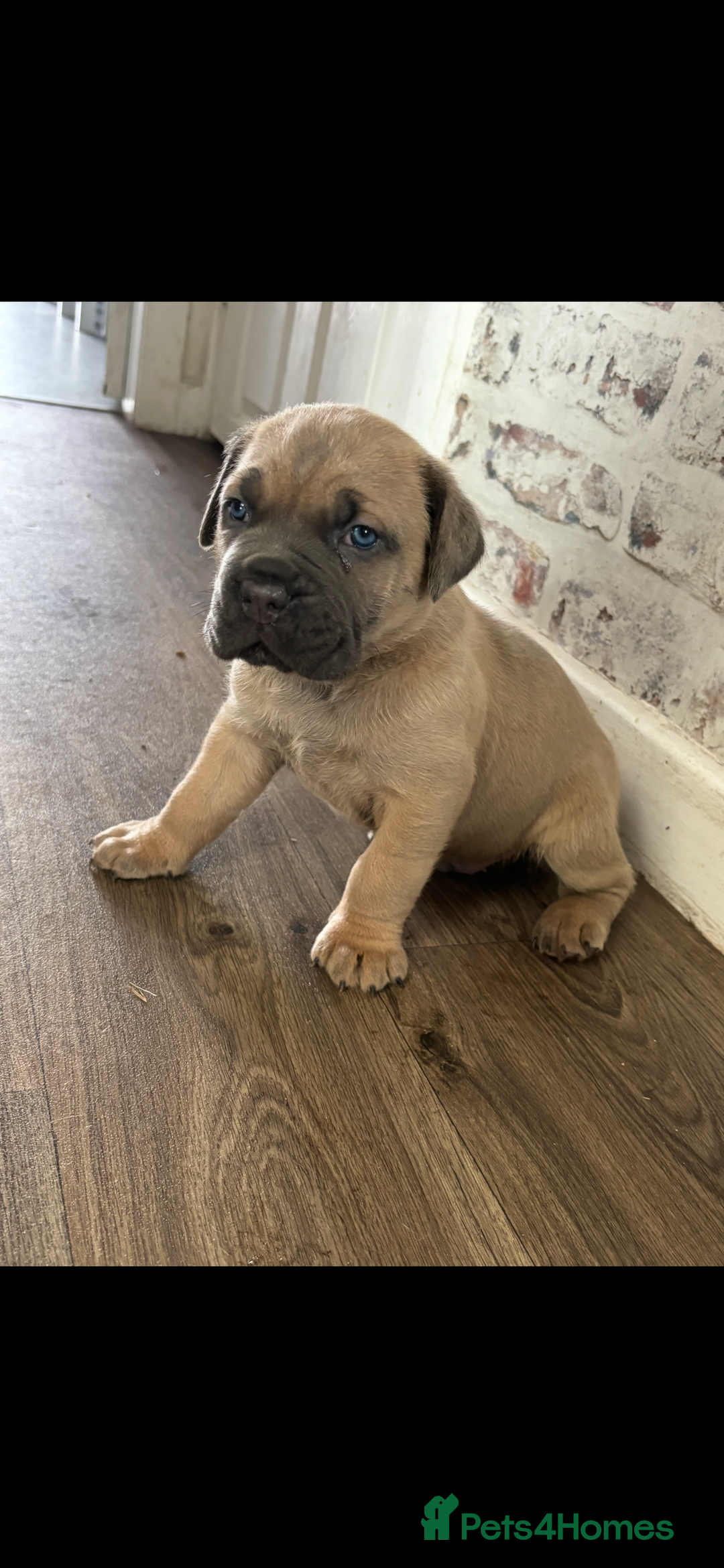 Cane Corso dogs for sale: Cane corso - Image 7