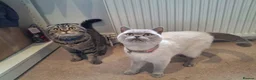 British Shorthair cats for sale: British shorthair and Scottish fold cats  - Advert 3