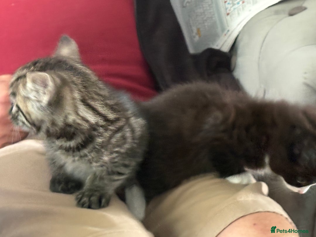 Domestic Shorthair cats for sale: Exquisite part bengal kittens  - Image 2