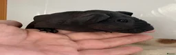 Guinea Pig rodents for sale: Last Skinny Pig Sow Female - Advert 2