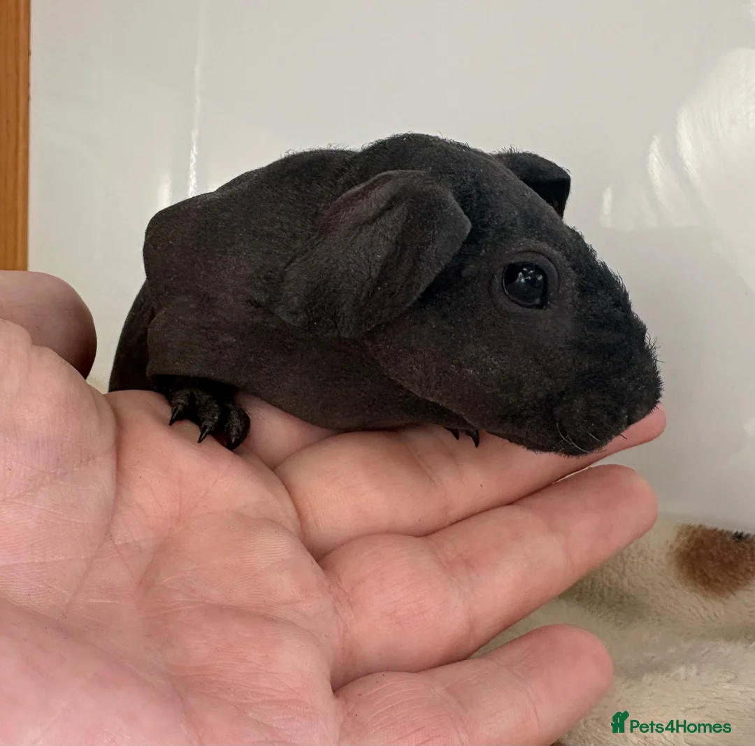 Guinea Pig rodents for sale: Last Skinny Pig Sow Female - Advert 2