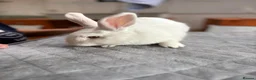 Angora rabbits for sale: Teddy Widder / Dwerg Rabbits For Sale - Advert 8