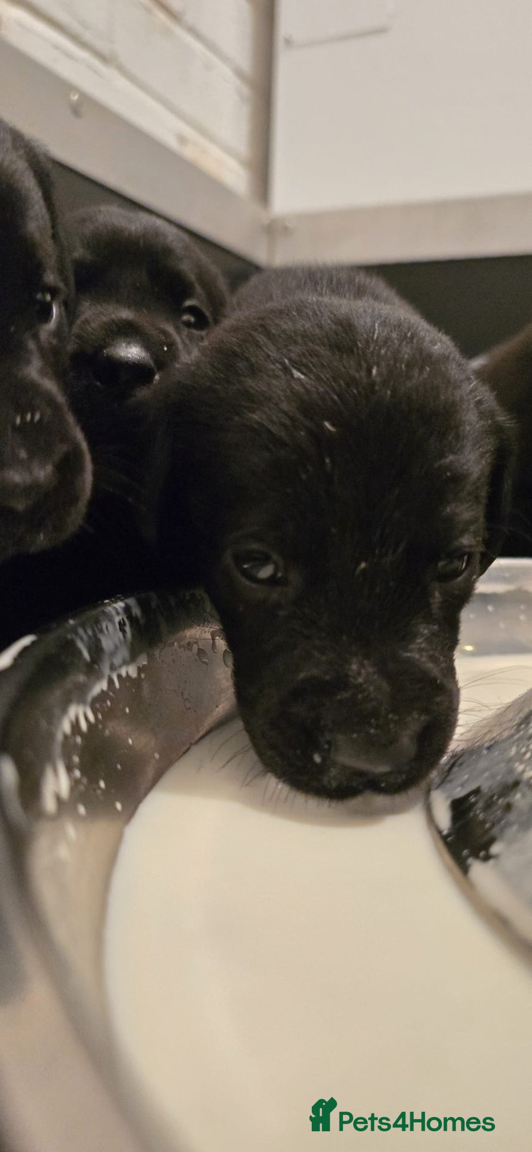Labrador Retriever dogs for sale: Beautiful boys - Image 10