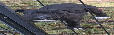 Whippet 5
