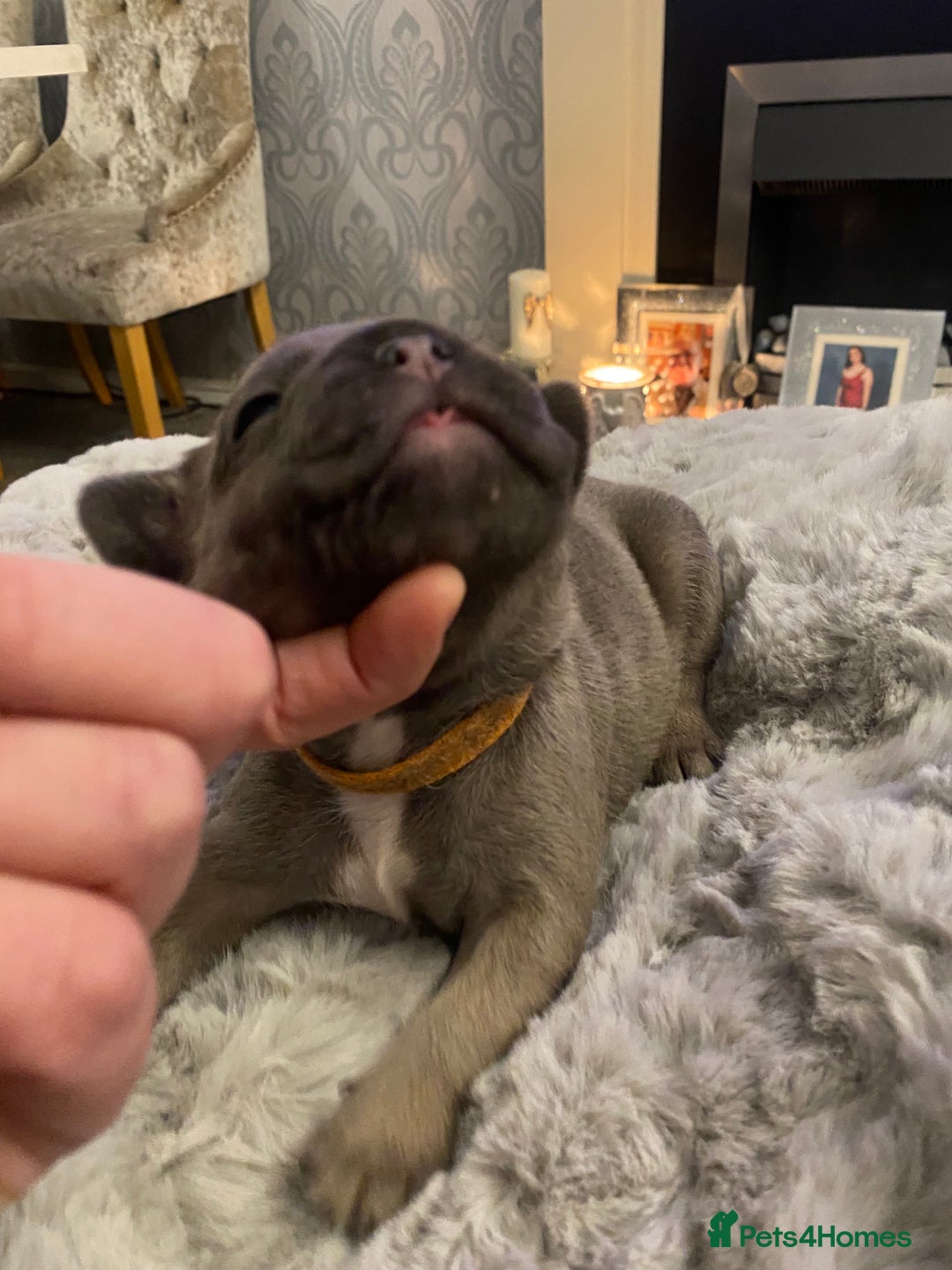 French Bulldog dogs for sale: Stunning chunky French bulldog pups  - Advert 2