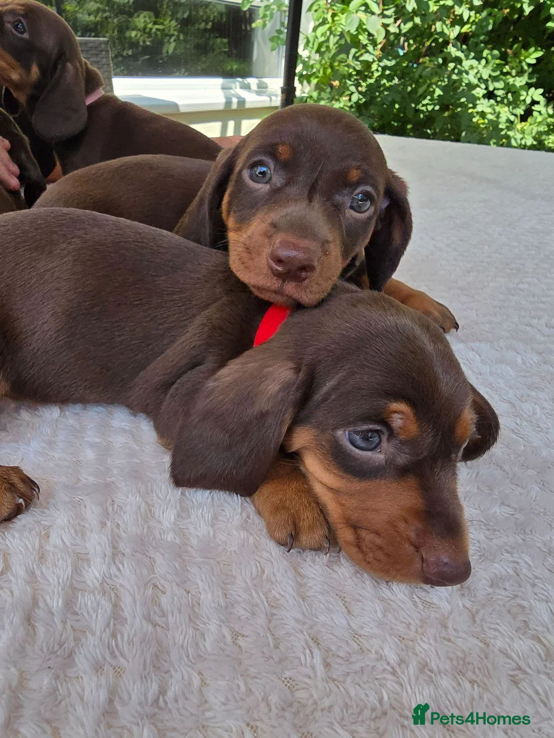 Dachshund dogs for sale: Beautiful Standard DashshundsReady Now 🏡❤️  - Advert 11