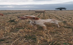 Mixed Breed dogs for sale: Beautiful litter of f1 setterdors  - Image 13