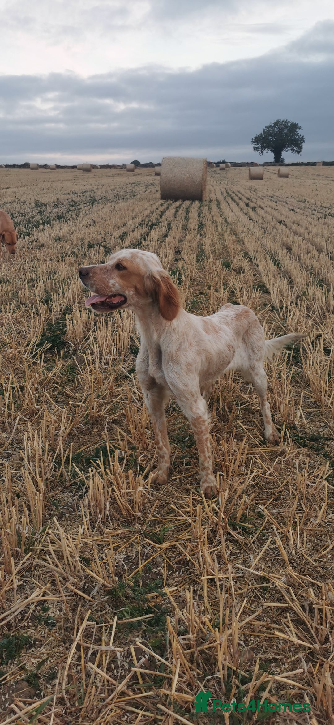 Mixed Breed dogs for sale: Beautiful litter of f1 setterdors  - Image 13