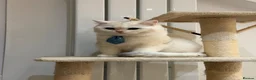 British Shorthair cats for sale: PRICE NEGOTIABLE | British Shorthair Boy Leo - Advert 3