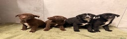 Mixed Breed dogs for sale: SURPRISE SURPRISE  - Advert 12