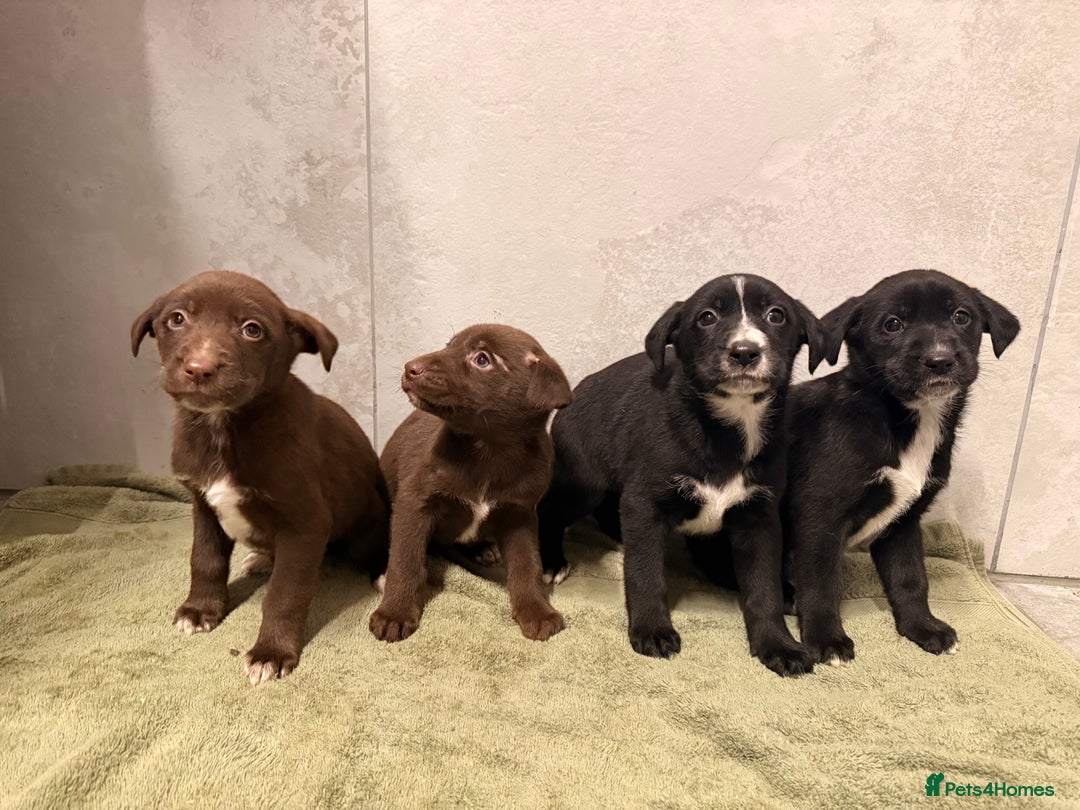 Mixed Breed dogs for sale: SURPRISE SURPRISE  - Advert 12